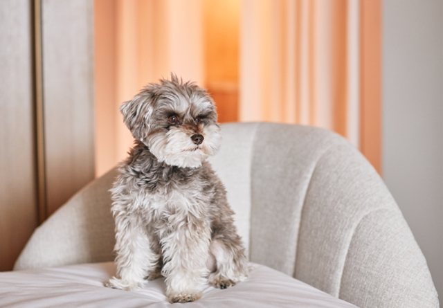 Adorable small dog sitting on a cozy chair at Virgin Hotels, creating a warm and pet-friendly atmosphere.